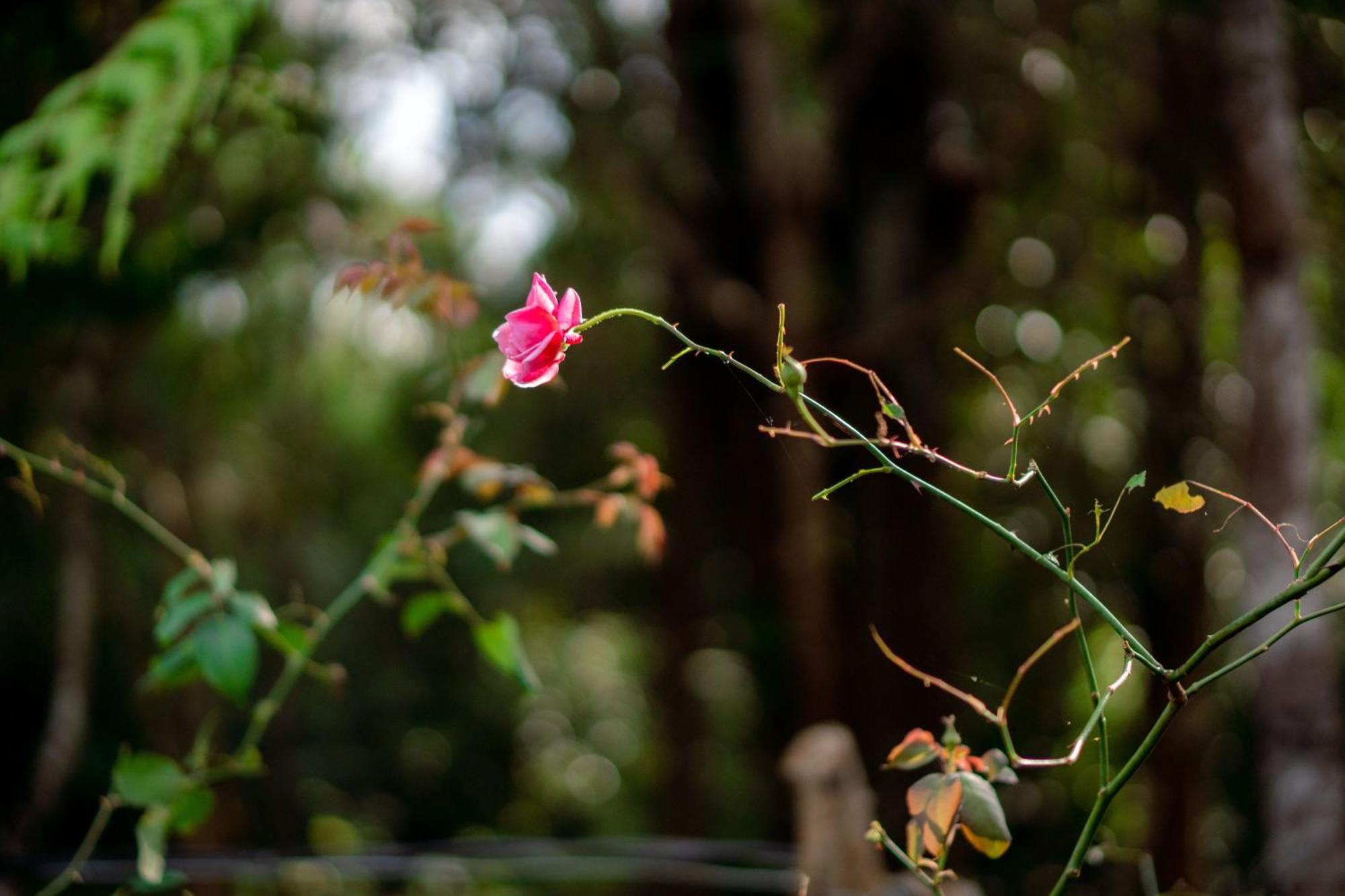 A Little Home Mang Den Kon Von Kla Luaran gambar